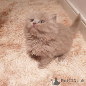Photo №1. british shorthair - for sale in the city of Affalterbach | negotiated | Announcement № 176818