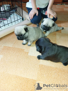 Photo №3. Pug puppy. Sweden