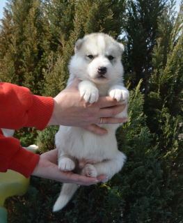 Additional photos: Siberian Husky puppies are offered to reserve