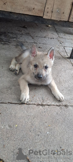 Additional photos: Czechoslovakian Wolfdog puppies