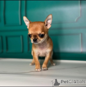Photo №1. chihuahua - for sale in the city of Tennessee City | negotiated | Announcement № 164224