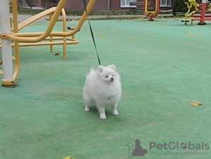 Photo №1. pomeranian - for sale in the city of Bucha | 1000$ | Announcement № 8128