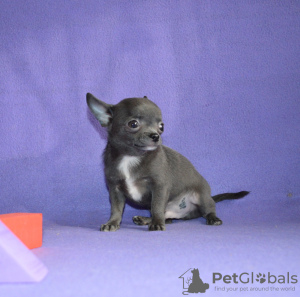 Photo №3. Puppy for sale chihuahua blue and white. Russian Federation