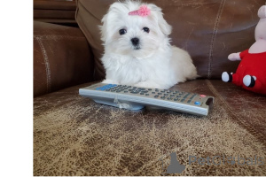 Photo №1. maltese dog - for sale in the city of Garden City | negotiated | Announcement № 168782