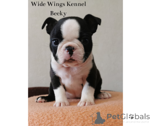 Photo №4. I will sell boston terrier in the city of Budapest. breeder - price - 847$