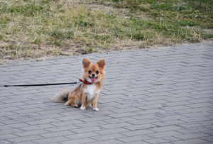 Photo №2 to announcement № 7080 for the sale of chihuahua - buy in Belarus from nursery