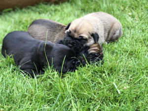 Photo №1. cane corso - for sale in the city of Kiev | 1622$ | Announcement № 3256