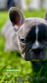 Photo №2 to announcement № 44546 for the sale of french bulldog - buy in Belgium 