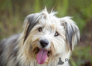 Photo №2 to announcement № 159460 for the sale of non-pedigree dogs - buy in Russian Federation private announcement