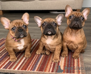 Photo №1. french bulldog - for sale in the city of Füssen | 370$ | Announcement № 99953