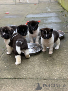 Photo №2 to announcement № 71706 for the sale of american akita - buy in Australia private announcement, breeder