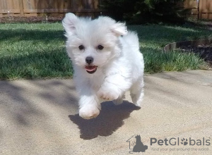 Photo №2 to announcement № 20588 for the sale of maltese dog - buy in Italy breeder