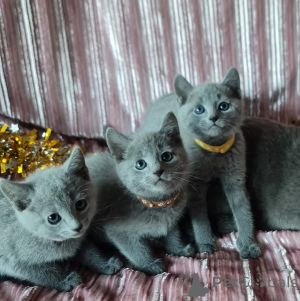 Photo №1. russian blue - for sale in the city of Wiltz | 329$ | Announcement № 151498