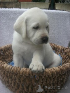 Photo №2 to announcement № 143863 for the sale of golden retriever - buy in Sweden private announcement, breeder
