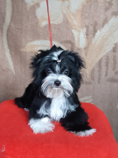 Photo №2 to announcement № 6363 for the sale of yorkshire terrier - buy in Belarus private announcement, from nursery