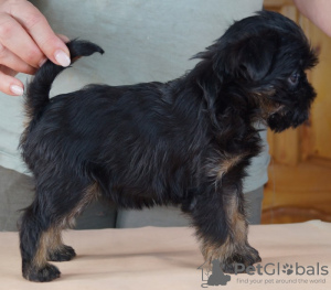 Photo №4. I will sell belgian griffon in the city of Москва. from nursery - price - negotiated