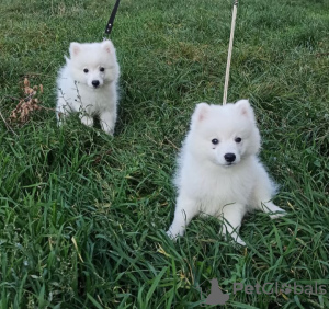 Photo №2 to announcement № 13990 for the sale of japanese spitz - buy in Ukraine from nursery
