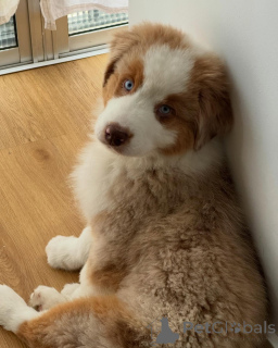 Photo №2 to announcement № 167038 for the sale of australian shepherd - buy in Belgium breeder