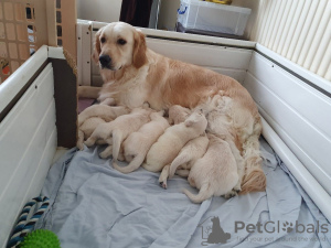 Photo №4. I will sell golden retriever in the city of Corres. private announcement, breeder - price - 423$