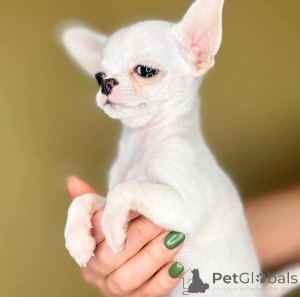 Photo №1. chihuahua - for sale in the city of Brussels | 471$ | Announcement № 137978
