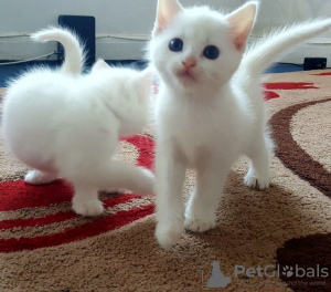 Photo №1. turkish angora - for sale in the city of Brussels | 264$ | Announcement № 117410