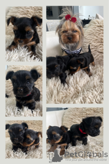 Additional photos: Miniature yorkie-boys