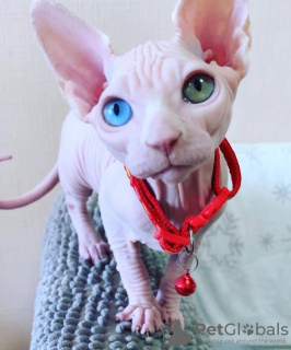 Photo №1. sphynx-katze - for sale in the city of Charleroi | Is free | Announcement № 123977