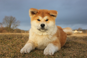 Photo №4. I will sell akita in the city of Rogachev. breeder - price - Negotiated