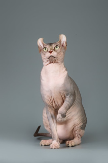 Photo №4. I will sell sphynx-katze in the city of Saratov. from nursery - price - Negotiated
