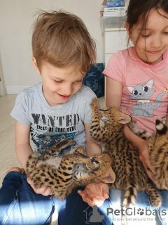 Additional photos: serval , savannah and caracal kittens available for loving homes