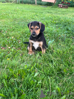 Photo №1. german shepherd - for sale in the city of Minsk | 15$ | Announcement № 147272