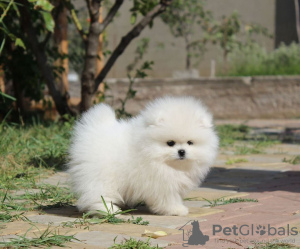 Photo №2 to announcement № 119121 for the sale of pomeranian - buy in Germany private announcement