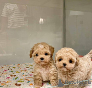 Photo №3. Teacup maltipoo puppies. Estonia