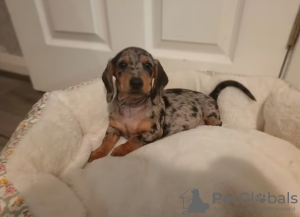 Additional photos: 2 female mini dachshunds