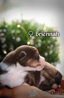 Photo №1. miniature american shepherd (aussie) - for sale in the city of Gdańsk | 2787$ | Announcement № 167326