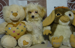 Photo №2 to announcement № 128357 for the sale of pomeranian - buy in Belarus private announcement, from nursery, breeder
