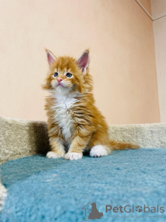 Photo №1. maine coon - for sale in the city of Passau | 423$ | Announcement № 125716