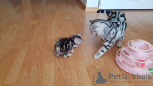 Photo №3. British shorthair kittens. Switzerland