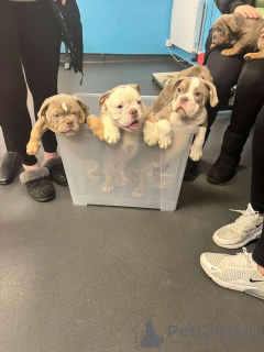 Photo №2 to announcement № 133356 for the sale of american bulldog - buy in Germany private announcement