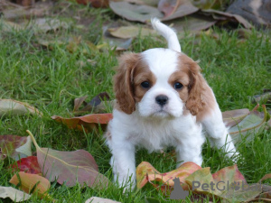 Photo №1. cavalier king charles spaniel - for sale in the city of Frýdek-Místek | negotiated | Announcement № 96497
