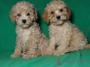 Additional photos: Real maltipu puppies (toy poodle). Boys.