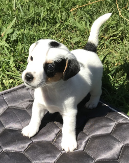 Photo №1. jack russell terrier - for sale in the city of Zheleznogorsk | 1454$ | Announcement № 7017