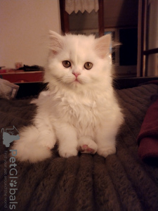 Photo №3. White Scottish kitten from the cattery.. Switzerland