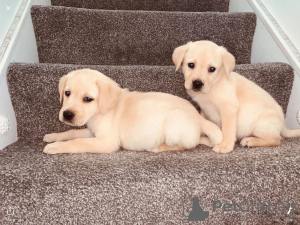 Photo №1. labrador retriever - for sale in the city of Helsinki | 423$ | Announcement № 65401