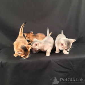 Photo №1. abyssinian cat - for sale in the city of Москва | Is free | Announcement № 124312