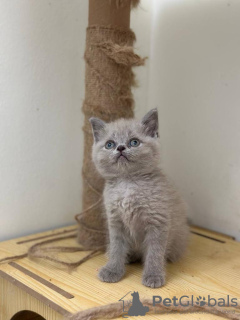 Photo №4. I will sell british shorthair in the city of Dusseldorf. private announcement, breeder - price - 317$