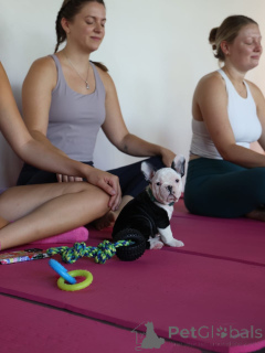 Photo №3. Prachtige Franse Bulldog-puppy's zoeken een liefdevol nieuw thuis. Netherlands