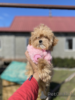 Photo №2 to announcement № 166530 for the sale of maltipu - buy in Ukraine private announcement