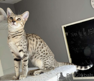 Photo №1. savannah cat - for sale in the city of Paris | Is free | Announcement № 176363
