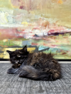 Additional photos: Black tortoiseshell kitten after champions